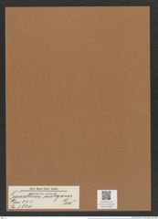 Triceratium inelegans Grev. (de-Toni-Nr.: Genus 140, Species 3820) Zeichnungen Sammlung Grunow Mappe 03889 (Herbarium_W_Grunow_drawings_Folder_03889)